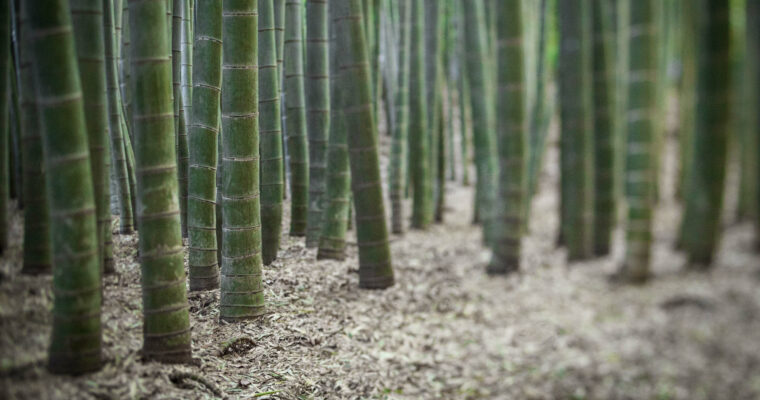 Photoshop CC 2019 Essential Training: Photography