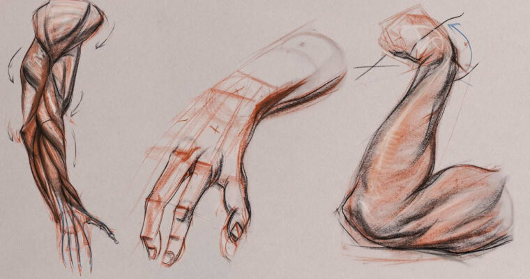 Anatomy Workshop Volume 6 Anatomy Workshop Volume 6