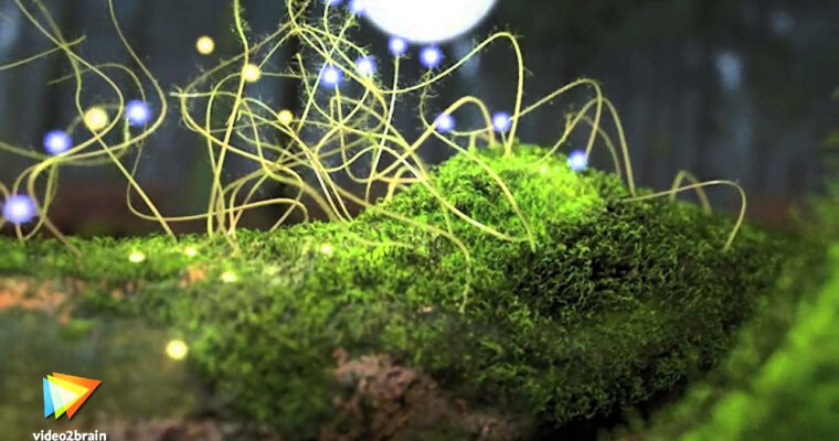 Atelier pratique avec CINEMA 4D – Les Thinking Particles