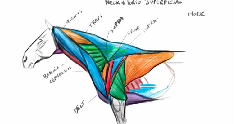 Introduction to Animal Anatomy 8