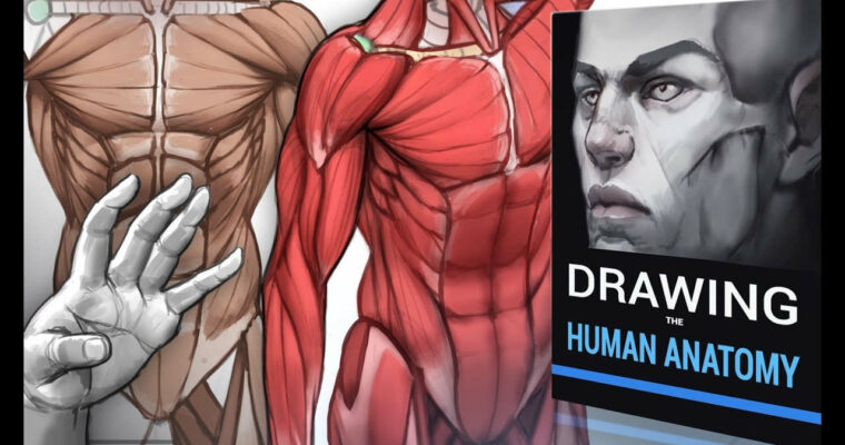 Ultimate Guide to drawing the human anatomy