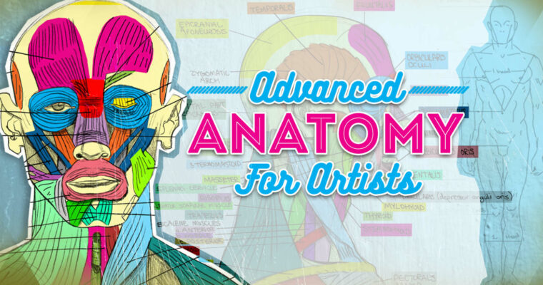 Advanced Anatomy for Artists – Draw any Pose or Body Type