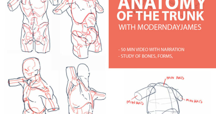 Anatomy 2 – Bones and Muscles of the Trunk