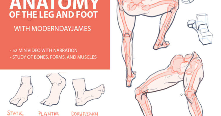 Anatomy 3 – Leg and Foot