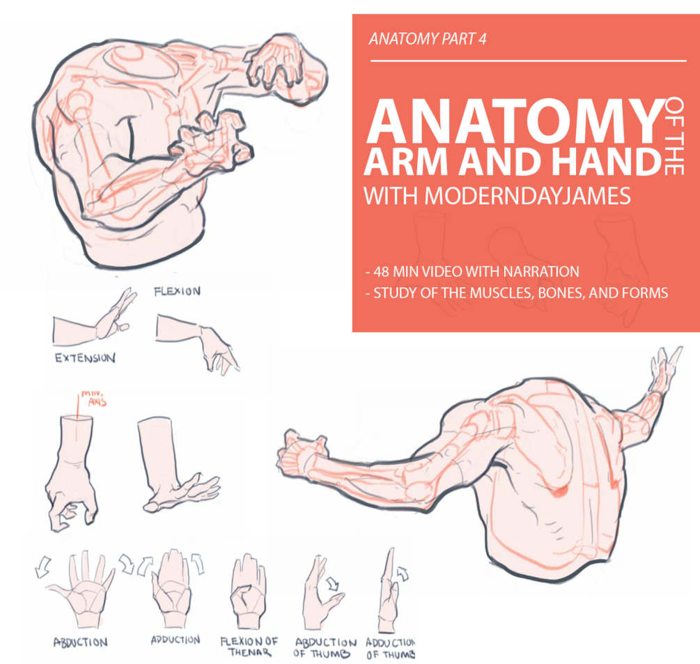 Anatomy 4 Arm and Hand
