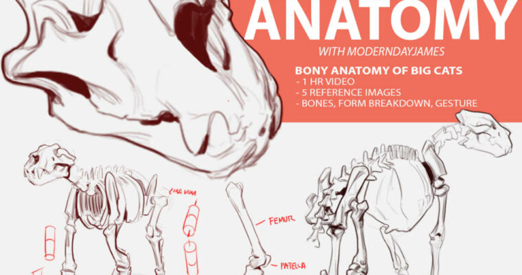 Animal Anatomy 1 – Bony Anatomy Of Big Cats James Douglas
