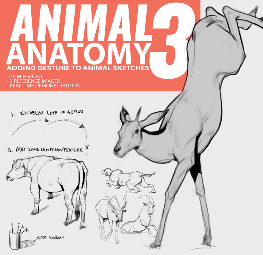 Animal Anatomy 3 - Adding Gesture To Animal Sketches James Douglas