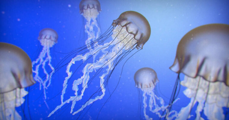 Blender Jellyfish Tutorial