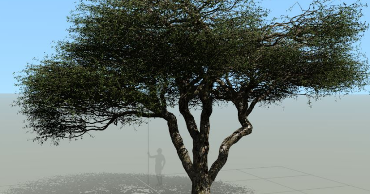 Model An African Acacia Tree in Speed Tree