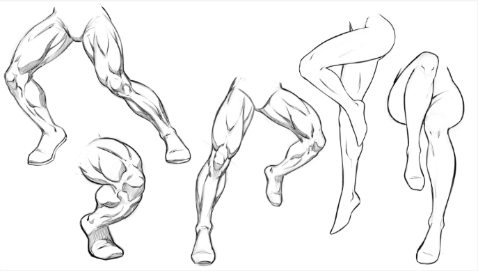 In this class the focus is to teach you the superficial muscles of the leg and how to draw them. 