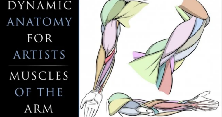 Dynamic Anatomy for Artists – Drawing the Muscles of the Arm
