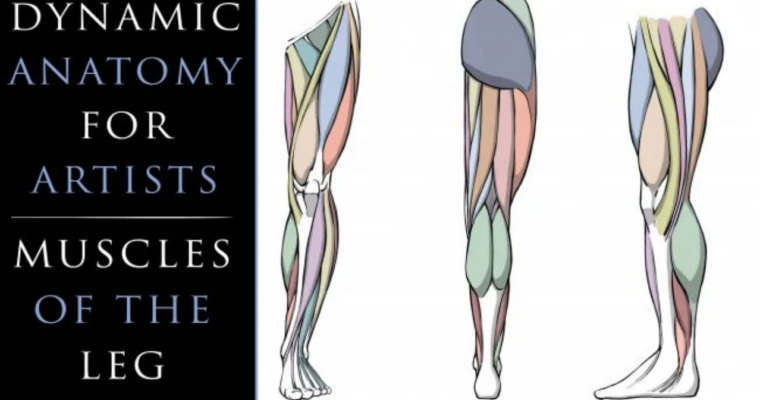 Dynamic Anatomy for Artists – Muscles of the Leg