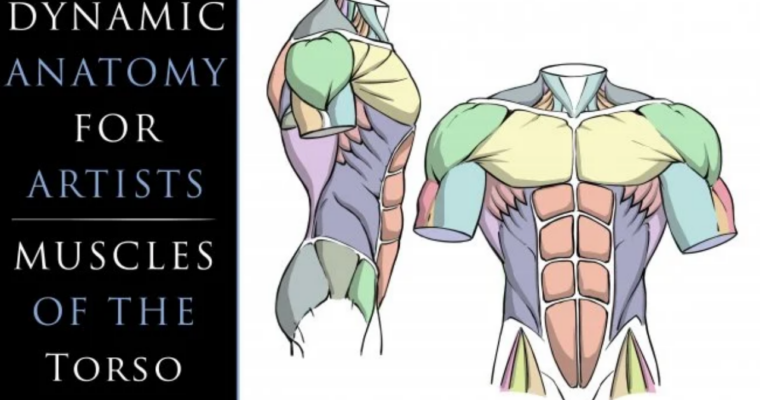 Dynamic Anatomy for Artists – Muscles of the Torso