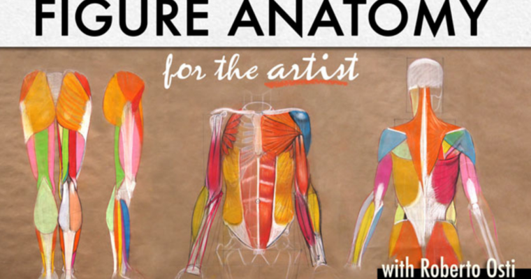 Figure Anatomy for the Artist by Roberto Osti
