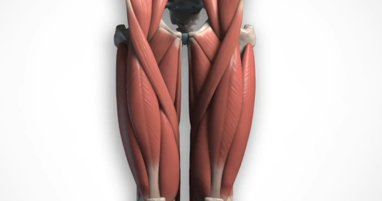 Anatomy Course – Legs (adductors, quads, hamstrings & calves)