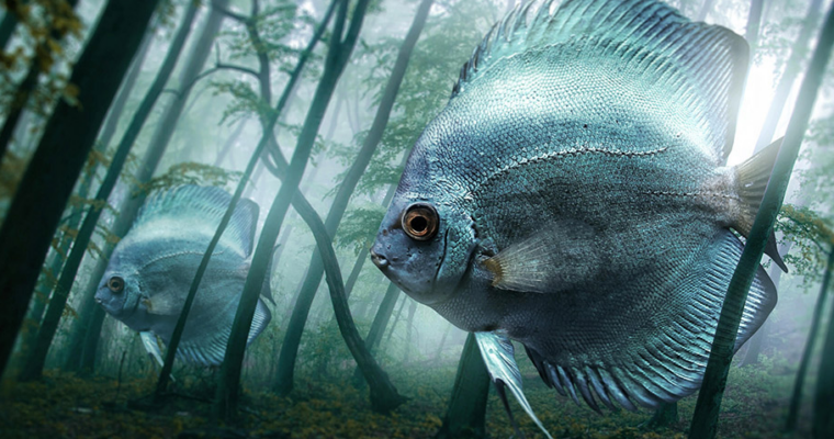 GerVisuals Photoshop Tutorials Bundle (Spain)