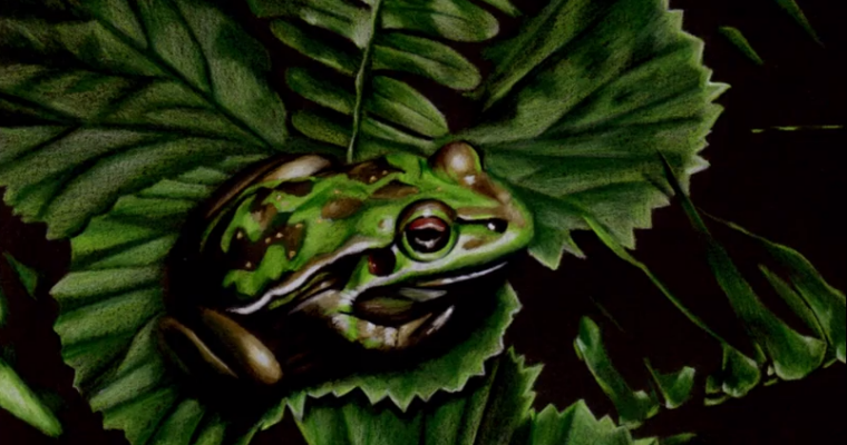Colored Pencil on Black Paper with Sandrine Curtiss