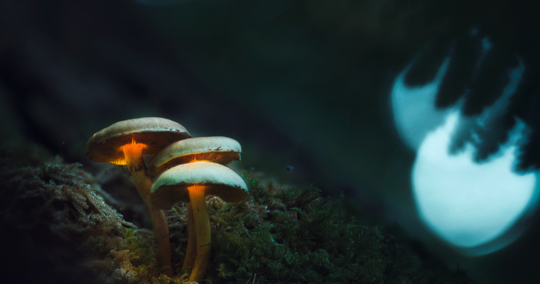 The Magic Mushroom – Glowing Mushrooms Processing by Daniel Laan