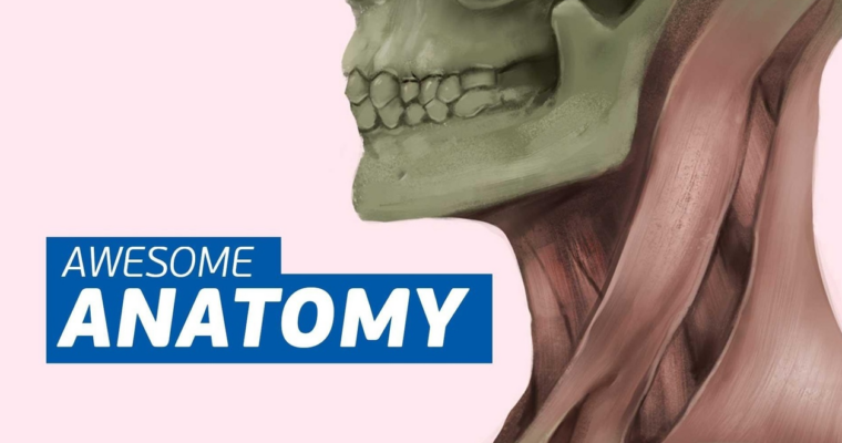 Awesome Anatomy
