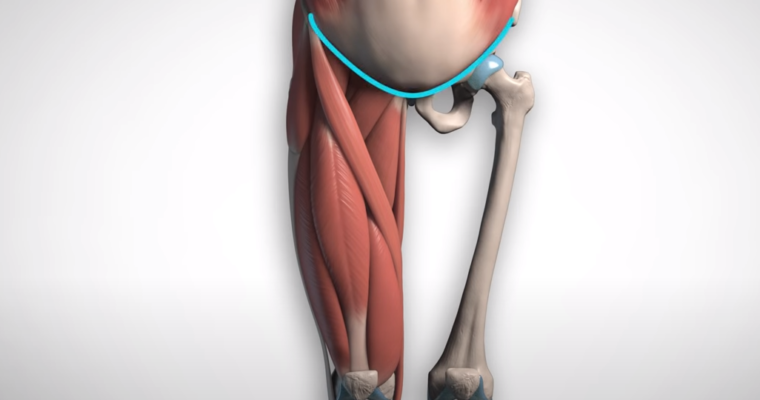 Anatomy Course – Legs (adductors, quads, hamstrings & calves) (fix)