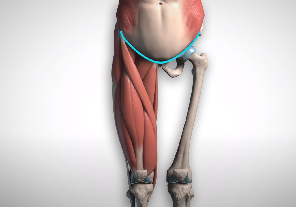 Anatomy Course Legs adductors quads hamstrings calves fix