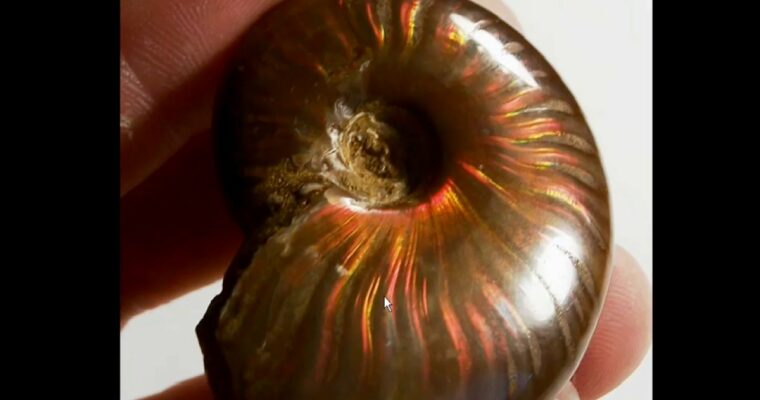 3ds Max Techniques with Ramy Hanna – Iridescence with the Shellac Material