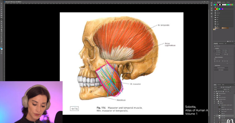 Facial Anatomy with Outgang