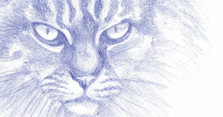 Drawing for Beginners – Learn to draw animals and capture the gesture