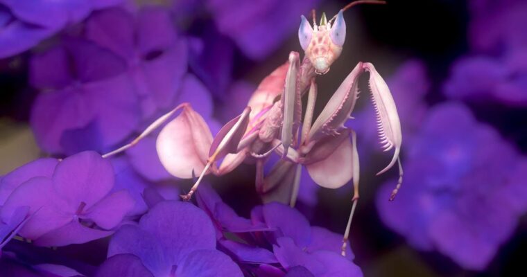 Creature Modeling with Zbrush & Marmoset Toolbag – Sculpt, Texture & Render a Realistic Orchid Mantis with Eric Keller