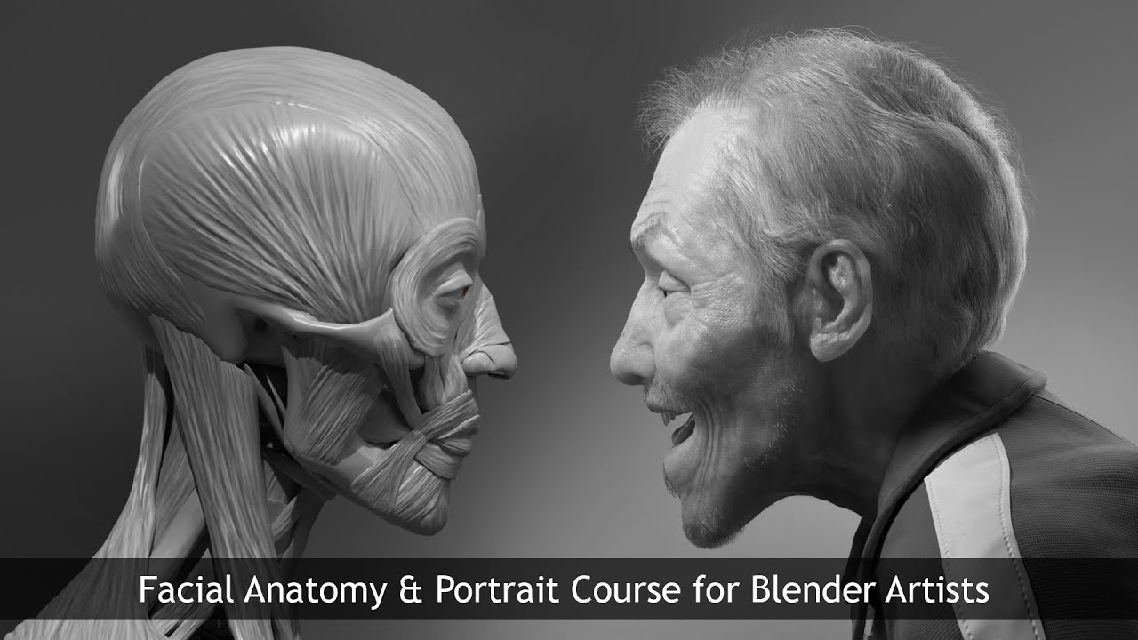 Blender artists. Портрет в блендер. Facial Anatomy & portrait for Blender artists. Blenderartists.