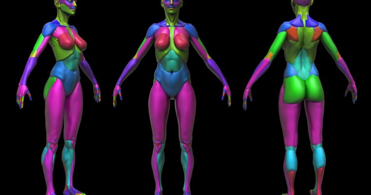 Female Modular Anatomy