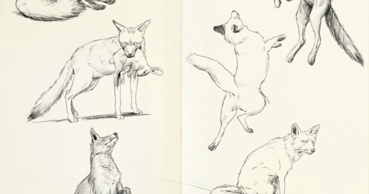 Fox process by Jens Claessens