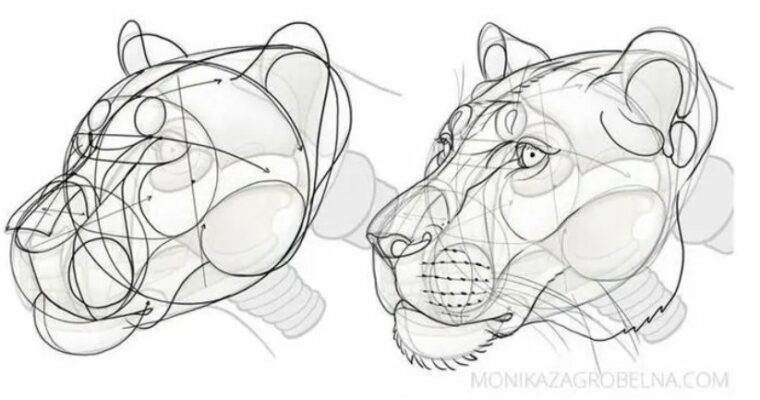 Learn Animal Anatomy to Draw Realistic Animals from Imagination by Monika
