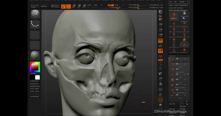 Anatomy of the Face for Artists