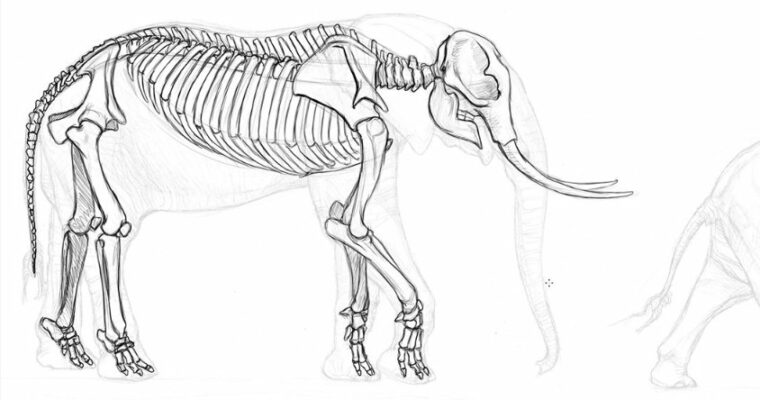 Elephant Anatomy Vol. 1 – Drawing Skeletons & Musculature by Terryl Whitlatch