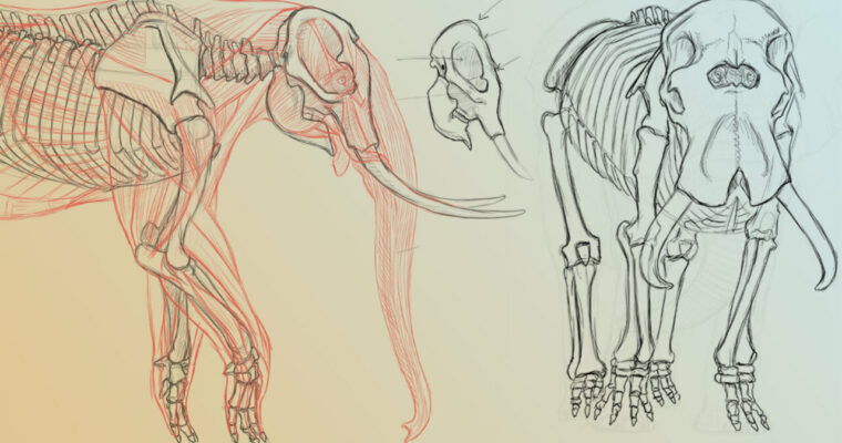 Elephant Anatomy Vol. 2 – Prehistoric Studies & Imaginary Concepts by Terryl Whitlatch