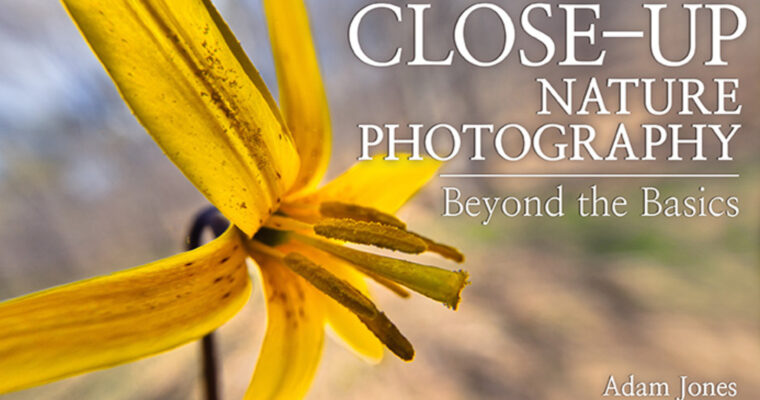 Close-Up Nature Photography Beyond the Basics