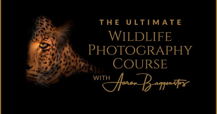 The Ultimate Wildlife Photography Course with Aaron Baggenstos