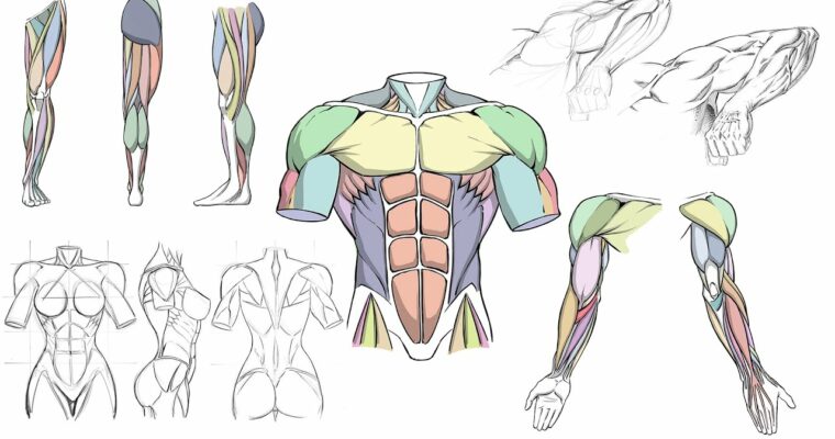 How To Draw Dynamic Anatomy – Step By Step by Robert Marzullo