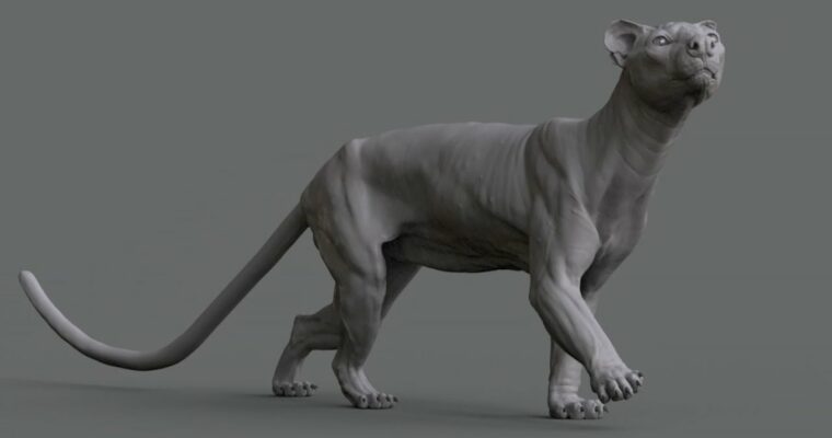 Animal Anatomy – Modeling a Fossa by Aritz Basauri