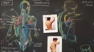 A detailed pencil drawing of a male torso showing the underlying muscle structure and surface landmarks.