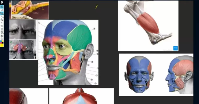 Facial anatomy by Vijay Pratap Singh